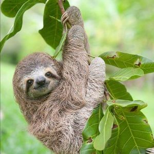 Meet your Posher, Savanah